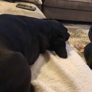 Meet your Posher, Suzi